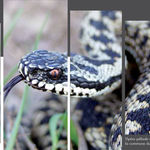reptiles en bocage