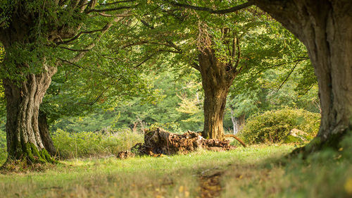 photo du bocage